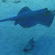 Bluespotted ribbontail ray