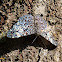 Cracker butterfly