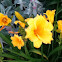 stella d'oro daylily
