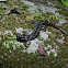 Western Slimy Salamander