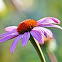 Purple coneflower
