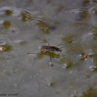 Water Strider
