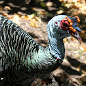 Ocellated Turkey