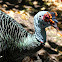 Ocellated Turkey