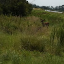 White Tail Deer