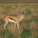 Springbok