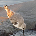 Sanderling