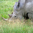 White Rhinoceros