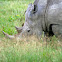 White Rhinoceros