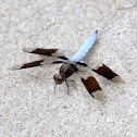 Common Whitetail, male