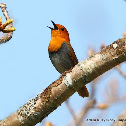 Japanese Robin