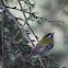 Golden-Crowned Kinglet
