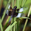Widow Skimmer