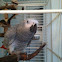 African Gray