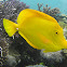 Yellow Tang