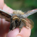 Polyphemus Moth