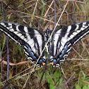 Pale Swallowtail