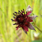 Marsh Cinquefoil