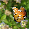 Queen Butterfly
