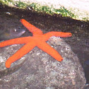 Red Starfish
