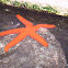 Red Starfish