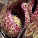 Skunk Cabbage