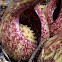 Skunk Cabbage