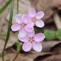 Eastern Spring Beauty