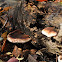 resinous polypore