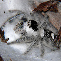 Regal Jumping Spider