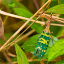 Pyrops candelarius
