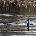 Cormorant