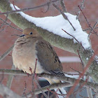mourning dove
