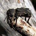 Broad-nosed Weevil