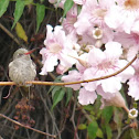 Hummingbird