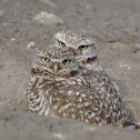 Burrowing Owl