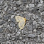 Beggar Moth