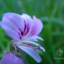 Pelargonium myrrhifolium
