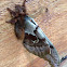 Polyphemus Moth