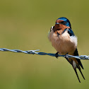 Barn Swallow