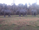 Elephant Statues 