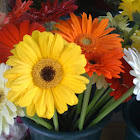 Gerber Daisy