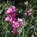 Perennial pea