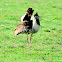 Bustard, Kori Bustard