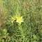 fourpoint evening primrose