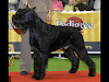 Cachorritos Schnauzer Gigante Sangre De Campeones