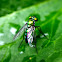 Long-legged fly
