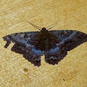 Black Witch Moth (female)