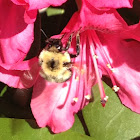 Honey bee