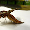 Tersa Sphinx Moth